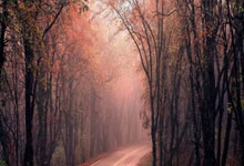 2025揭阳马拉松鸣枪开跑.